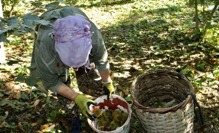 Sinop'ta geçen yıla göre verimli olan sezon kestane üreticisini sevindirdi