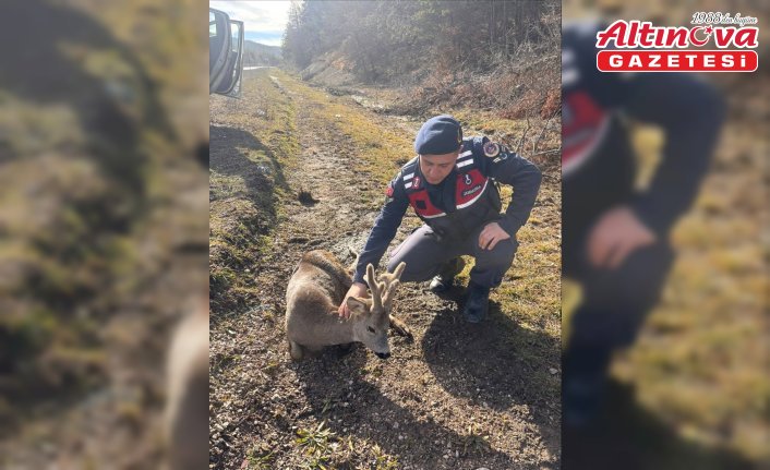Kastamonu'da jandarmanın devriye sırasında bulduğu yaralı karaca tedavi edildi