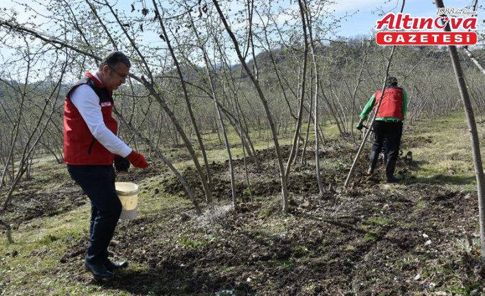 Fındık üretiminde doğru gübreleme verim ve kaliteyi artırıyor
