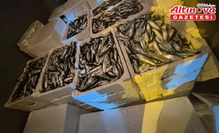 Samsun'da yetkisiz balık sevkiyatına 31 bin 524 lira cezai işlem uygulandı