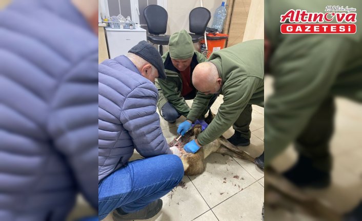 Trabzon'da yaralı karaca koruma altına alındı