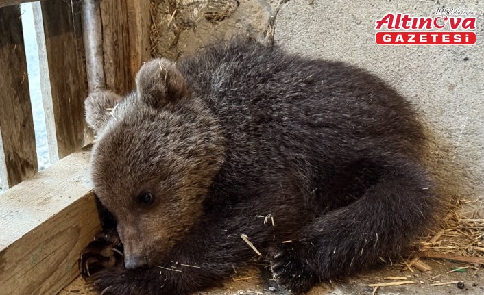 Sinop’ta doğada annesiz ve bitkin bulunan yavru ayı koruma altına alındı