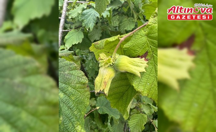 Fındık hasadı öncesi çiftçilere zirai mücadele ve bahçe bakımı önerileri