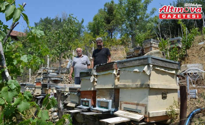 Çorum'da arı kovanlarına zarar veren ayı fotokapanla görüntülendi