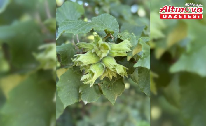 Düzce'de fındığın hasadına 9, 15 ve 23 Ağustos'ta başlanacak