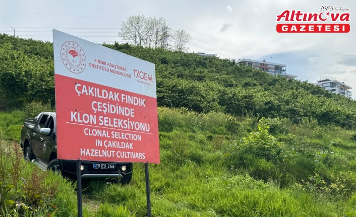 Giresun'da "Çakıldak Fındık"tan yeni çeşit elde etme projesi sürüyor