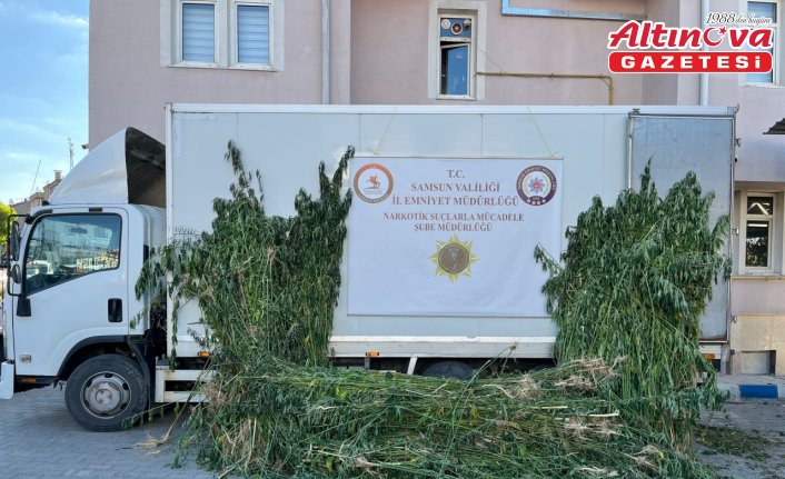 Samsun'da 5 bin 230 kök kenevir bitkisi ele geçirildi