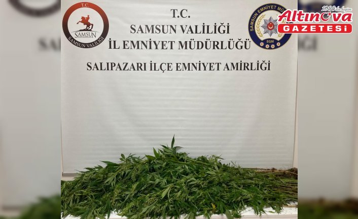 Samsun'da uyuşturucu operasyonunda 75 kök hint keneviri ele geçirildi