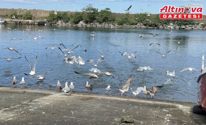 Artvin'li balık ustası 30 yıldır aynı yerde balık artıklarıyla martıları besliyor