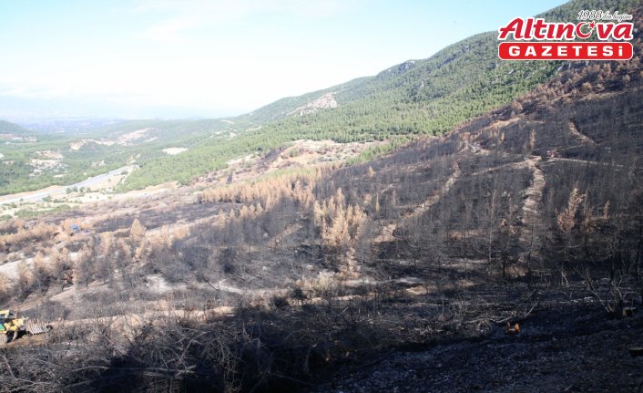 Denizli ve Uşak'ta 20 yılda 306 milyon fidan toprakla buluşturuldu