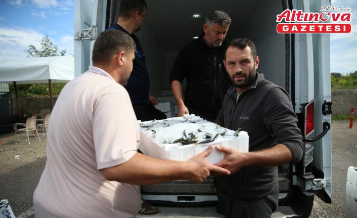 Ordu'da denize açılan balıkçıların yüzü istavritle gülüyor