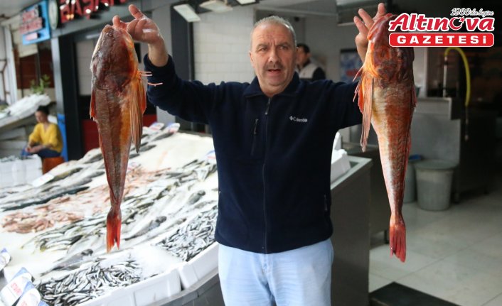 Ordu'da kırlangıç balığının ağlara takılması balıkçıları sevindiriyor