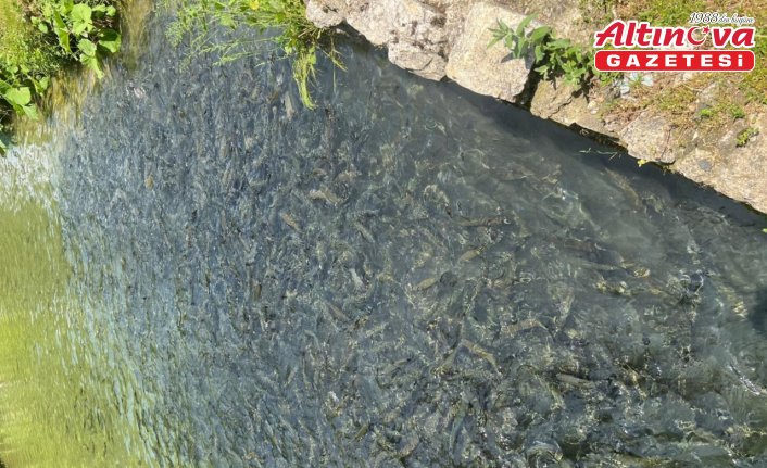 Bolu'da su ürünleri üretim tesislerinde denetimler sürüyor