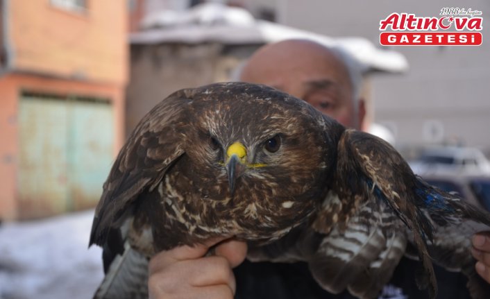 Ordu'da yaralı kızıl şahin tedavi altına alındı