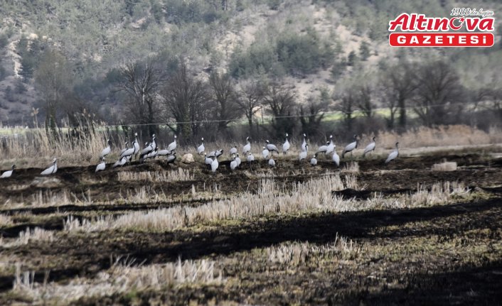 Göç yolundaki turnalar Sinop’taki Cuma Ovası'nda görüntülendi