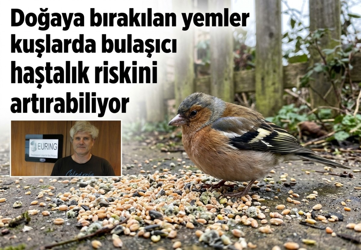 Doğaya bırakılan yemler kuşlarda bulaşıcı hastalık riskini artırabiliyor