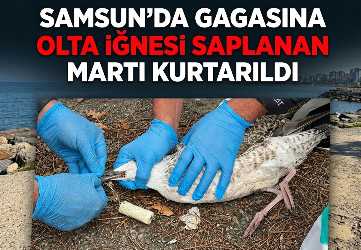 Samsun'da gagasına olta iğnesi saplanan martı kurtarıldı