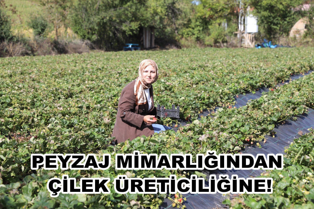 PEYZAJ MİMARLIĞINDAN ÇİLEK ÜRETİCİLİĞİNE!