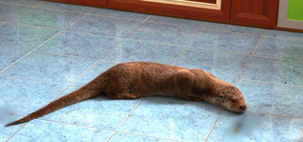 19 MAYIS’TA DAVETSİZ MİSAFİR SANSAR