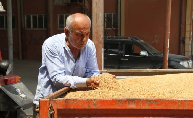 Bafra Ovası'nda buğday hasadı başladı