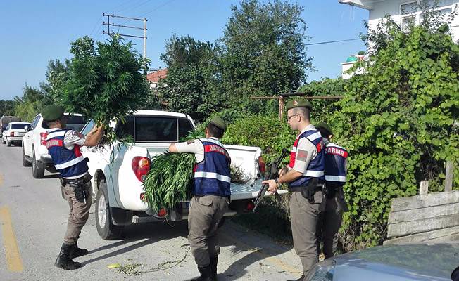 Bafra’da Esrar Operasyonu