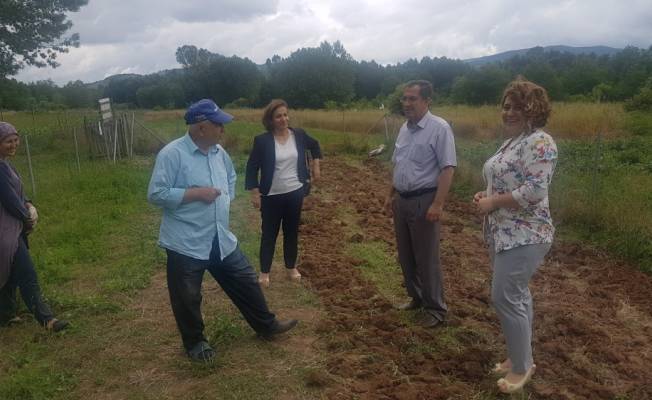 Bartın'da safran bitkisi üretimi