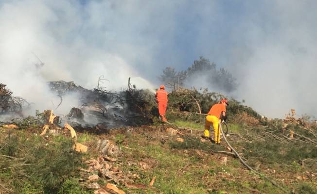 Bolu'da örtü yangını