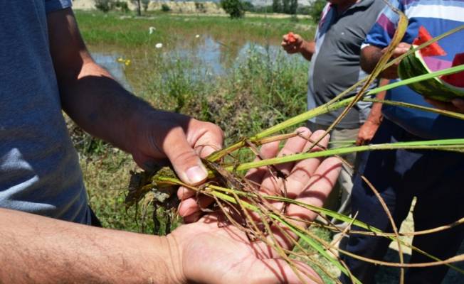 Boyabat'ta çeltikte yaprak biti zararlısı tespit edildi