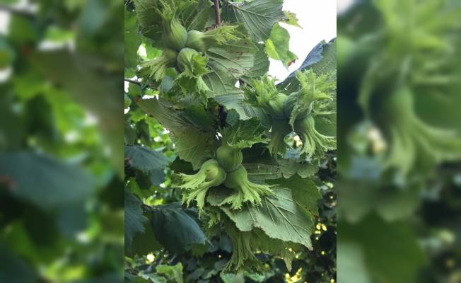 Ordu'da fındıkta tahmini rekolte çalışmaları tamamlandı