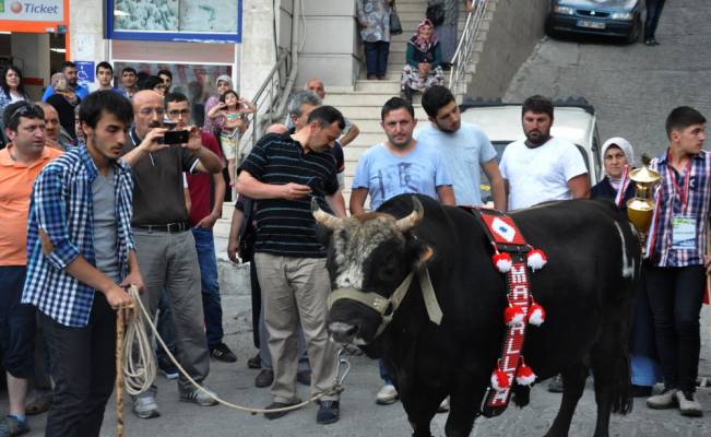 Şampiyon boğalar Artvin caddelerinde yürüdü