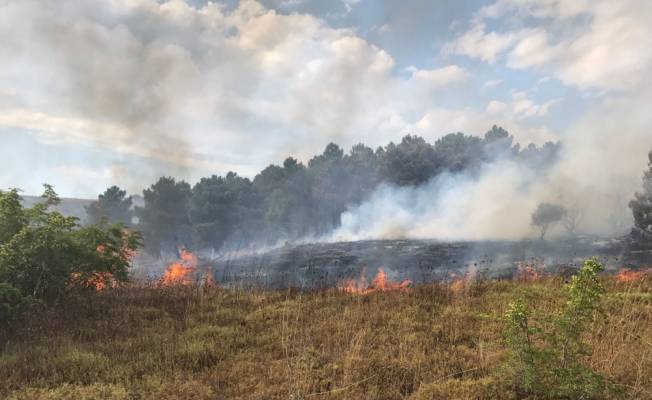 Sinop'ta orman yangını