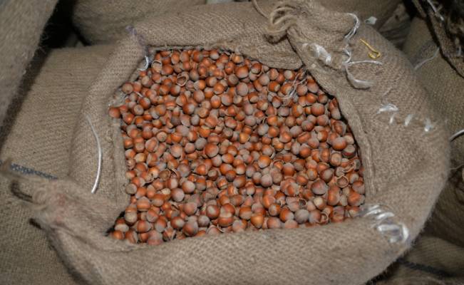 Türkiye 10 ayda 205 bin ton fındık ihraç etti