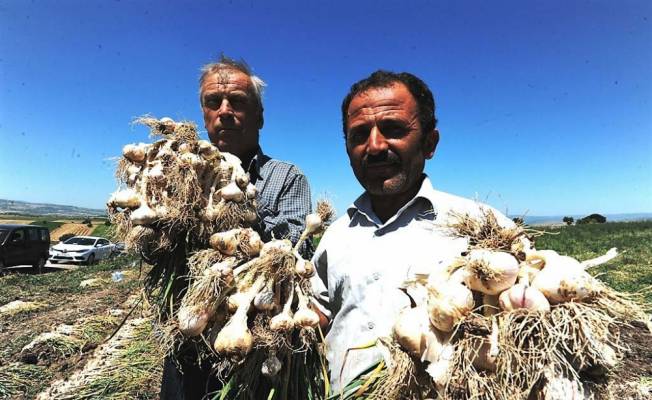 Vezirköprü, sarımsakta Taşköprü ile rekabete hazırlanıyor