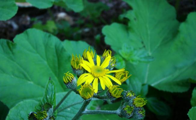 Bartın'daki lav sütunlarında endemik bitki türü keşfedildi