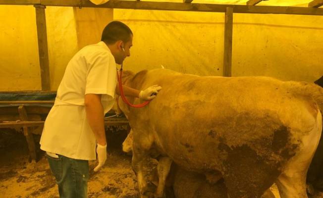 Ereğli'de Kurban Bayramı hazırlıkları