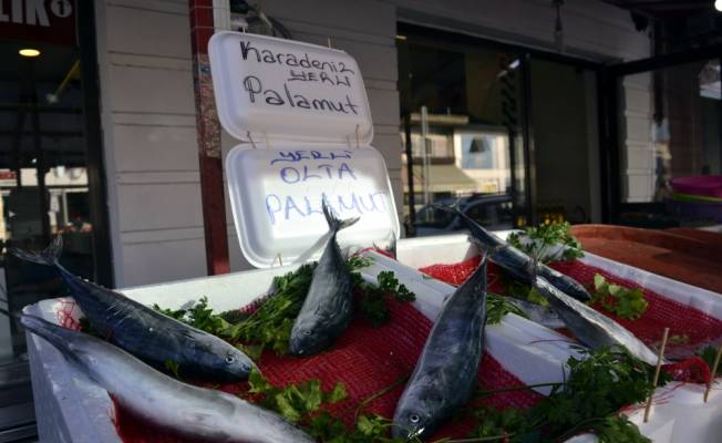 Karadeniz'de palamut bereketi