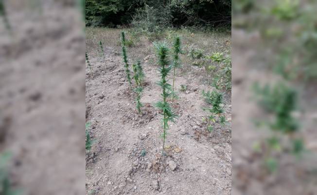 Kavak'ta 200 kök Hint keneviri ele geçirildi