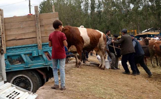 Tokat'ta kurbanlık hayvana şiddet