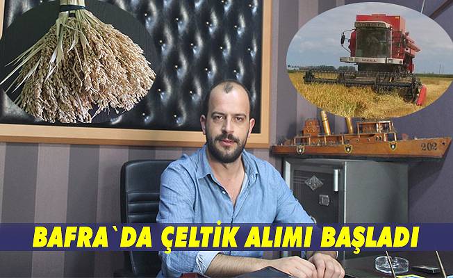 Bafra`da çeltik alımı başladı