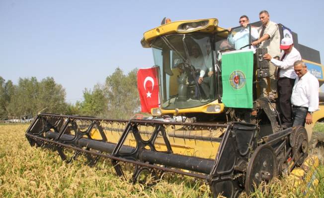 Bafra'da çeltik hasat şenliği yapıldı