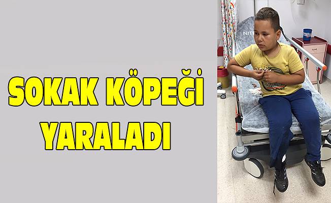 Sokak köpeğinin saldırısına uğradı