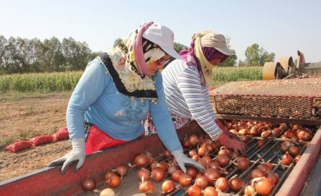 Suluova'da kuru soğanda düşük rekolte tahmini