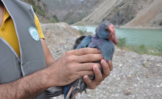 Yaralı saz horozu tedavi edildikten sonra doğaya bırakıldı