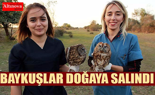 Baykuş yavruları avlanma eğitiminin ardından doğaya salındı