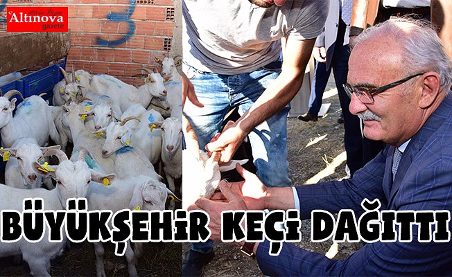 BÜYÜKŞEHİR VEZİRKÖPRÜ’DE 10 ÇİFTÇİYE 220 KEÇİ DAĞITTI