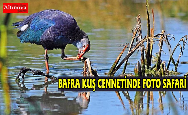 Kızılırmak Deltası Kuş Cenneti'nde fotosafari