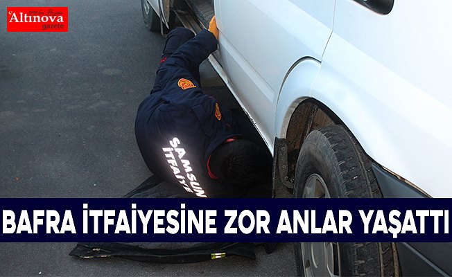 Köpekten korkan kedi ekiplere zor anlar yaşattı