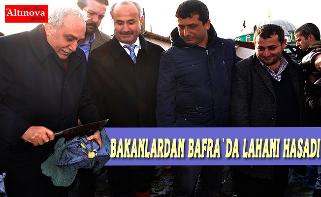 Bakanlar Bafra`da lahana hasadı yaptı