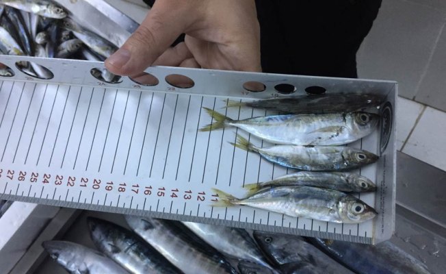 Ordu'da su ürünleri denetimi