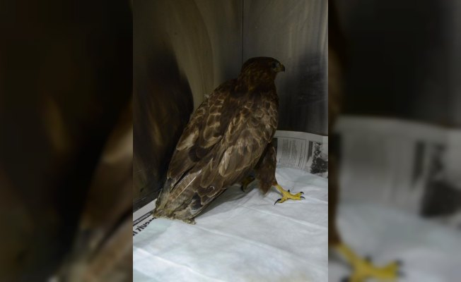 Yaralı şahinler ve balıkçı kuşu tedavi altına alındı